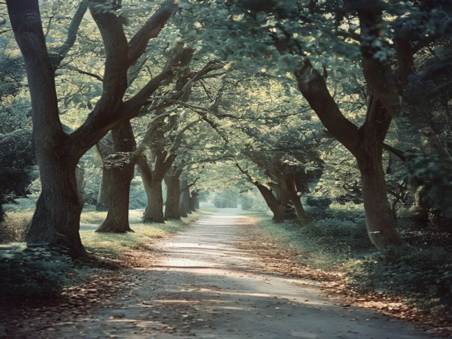A tree-lined path winding through a peaceful park, morning light filtering through leaves